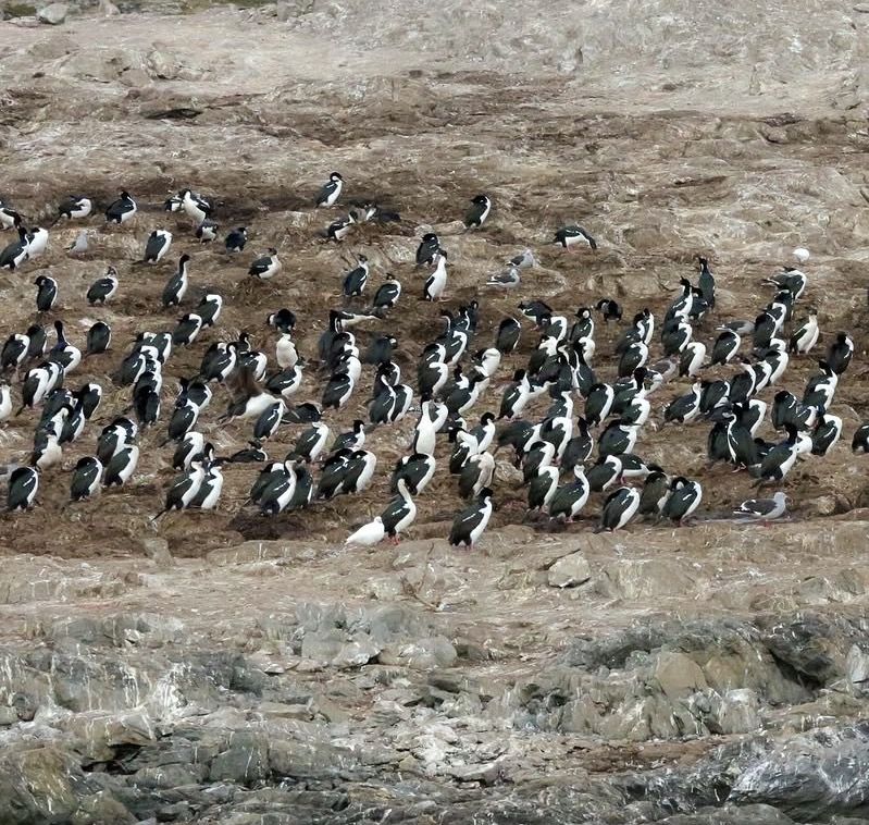 Hafenuferfront von Ushuaia mit Tourveranstalter-Ständen und farbenfrohen Gebäuden vor Bergkulisse